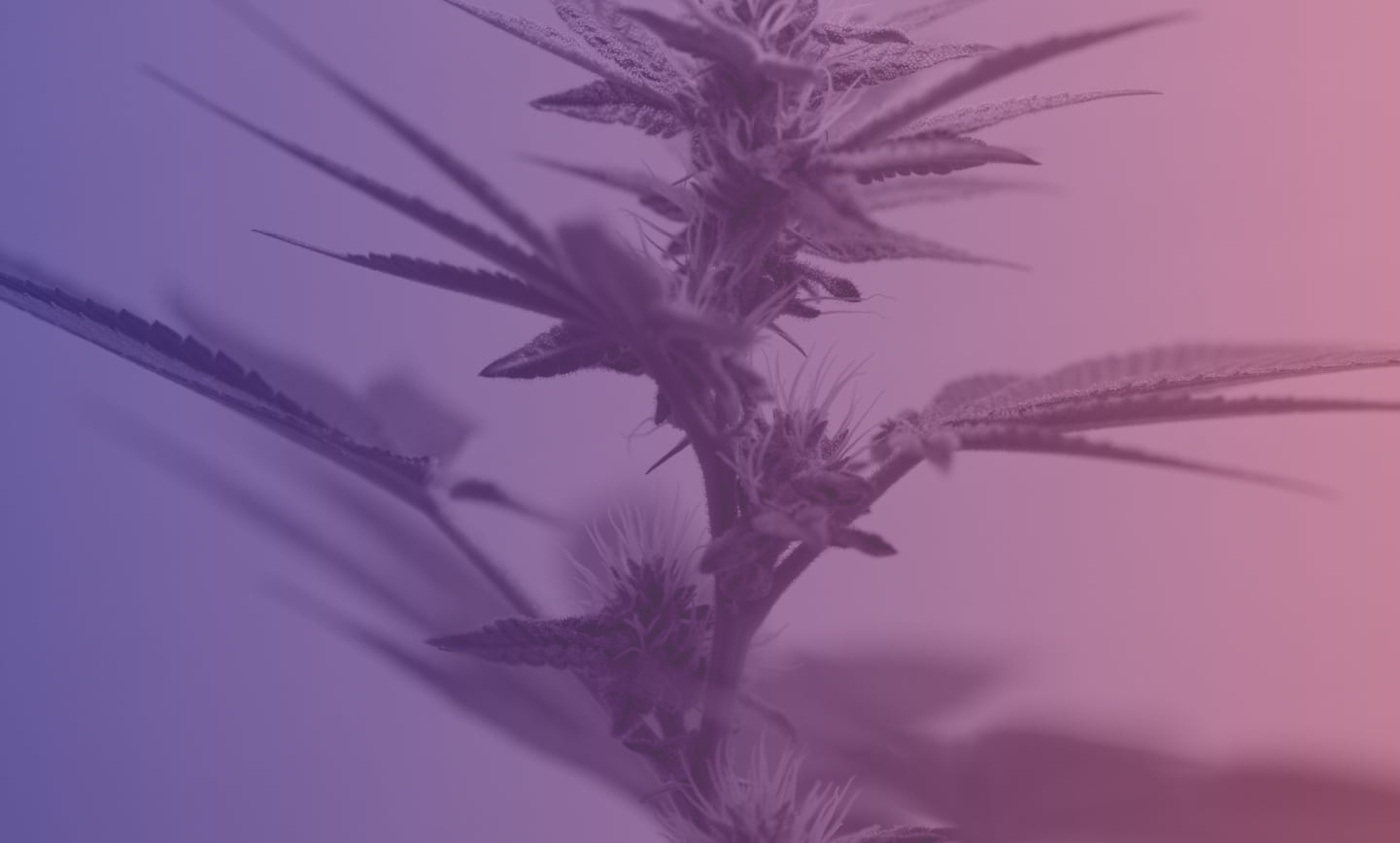 A Gradient background of a flower